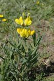 Thermopsis turkestanica. Цветущее растение возле озера Тузколь, Алмаатинская обл. 08.06.2008.