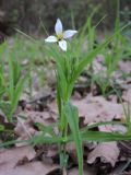 Stellaria holostea