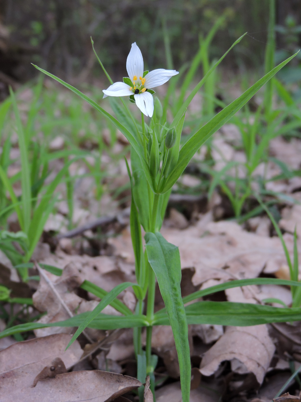 Image of Stellaria holostea specimen.