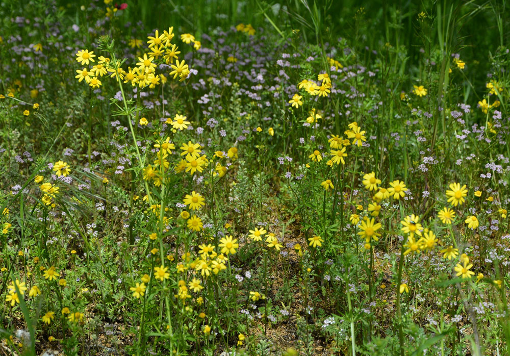 Изображение особи Senecio vernalis.