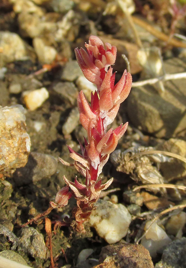 Изображение особи Macrosepalum aetnense.