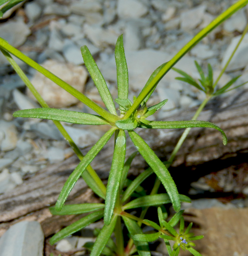 Изображение особи Asperula setosa.