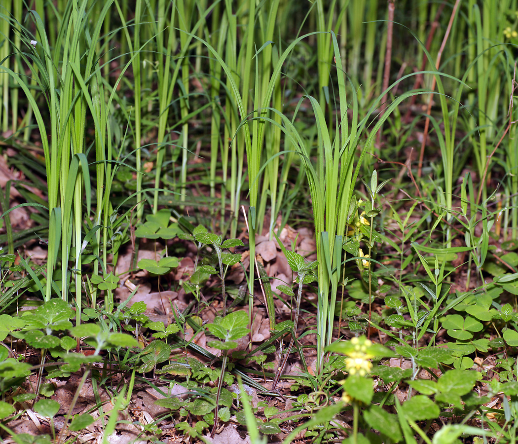 Изображение особи Carex pilosa.