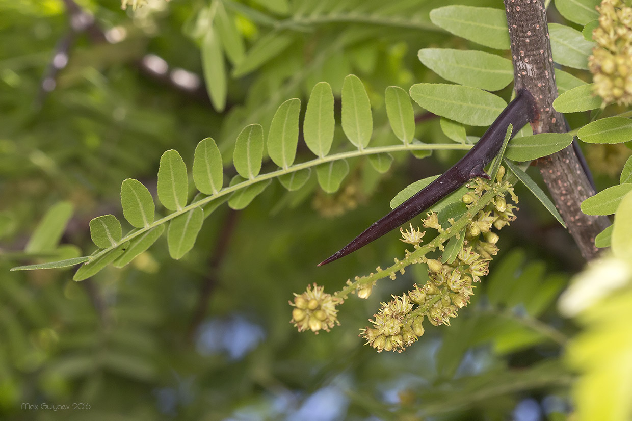 Изображение особи Gleditsia triacanthos.