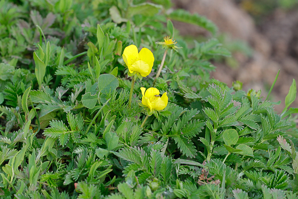 Image of Potentilla anserina specimen.