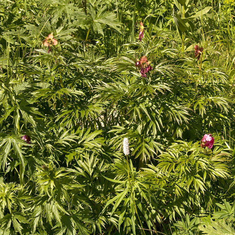 Image of Paeonia anomala specimen.