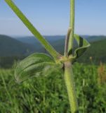 Melandrium latifolium. Часть стебля с листьями. Краснодарский край, м/о г. Геленджик, хр. Маркотх, гора Иорданова, выс. ≈ 650 м н.у.м., горный луг. 21.05.2016.