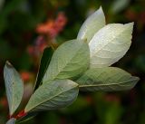 Salix starkeana