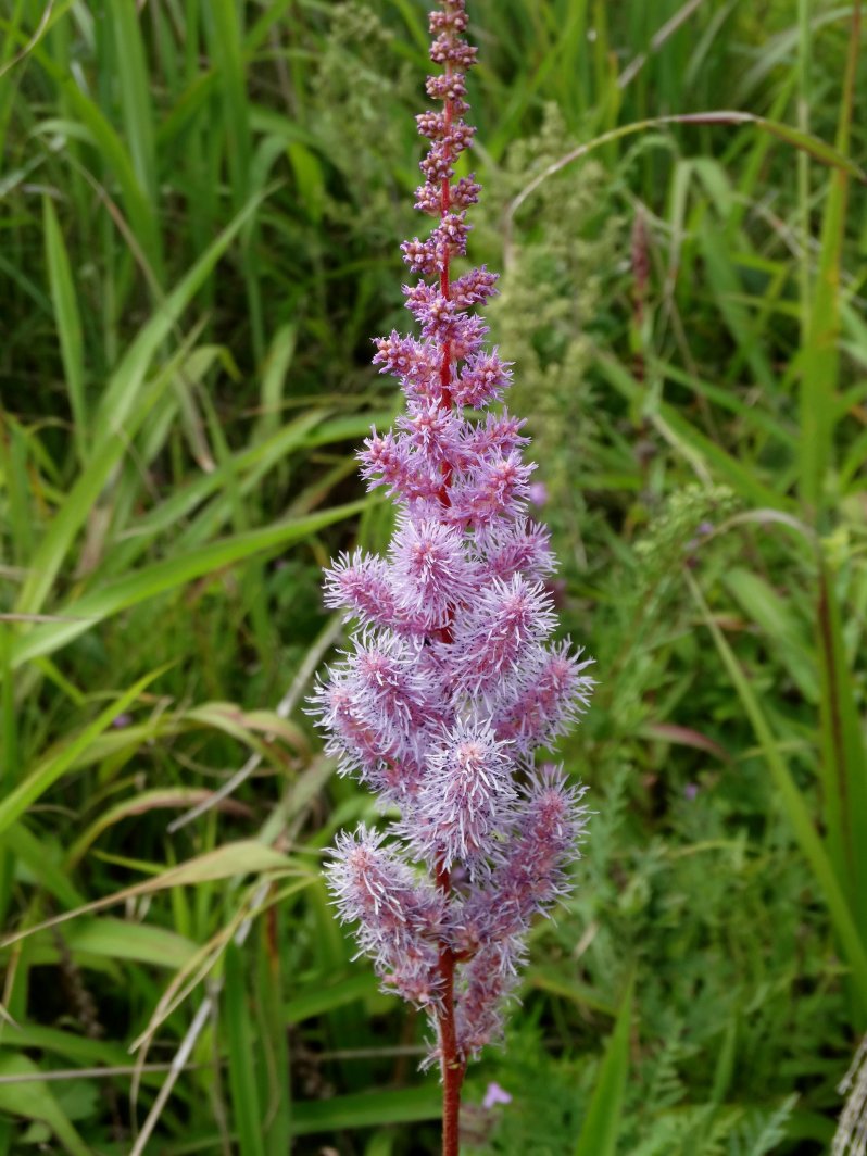 Image of Astilbe chinensis specimen.