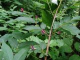 Lonicera maximowiczii