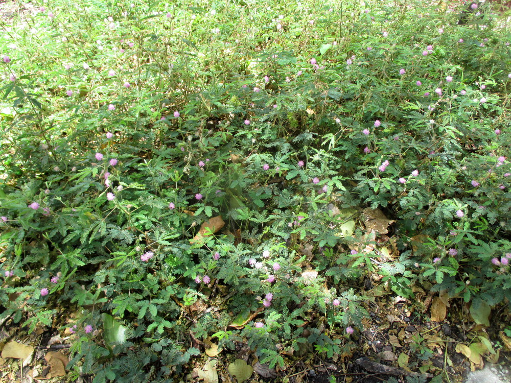 Image of Mimosa pudica specimen.