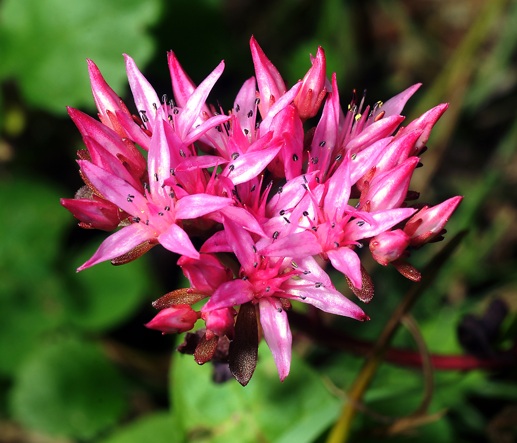 Изображение особи Sedum spurium.