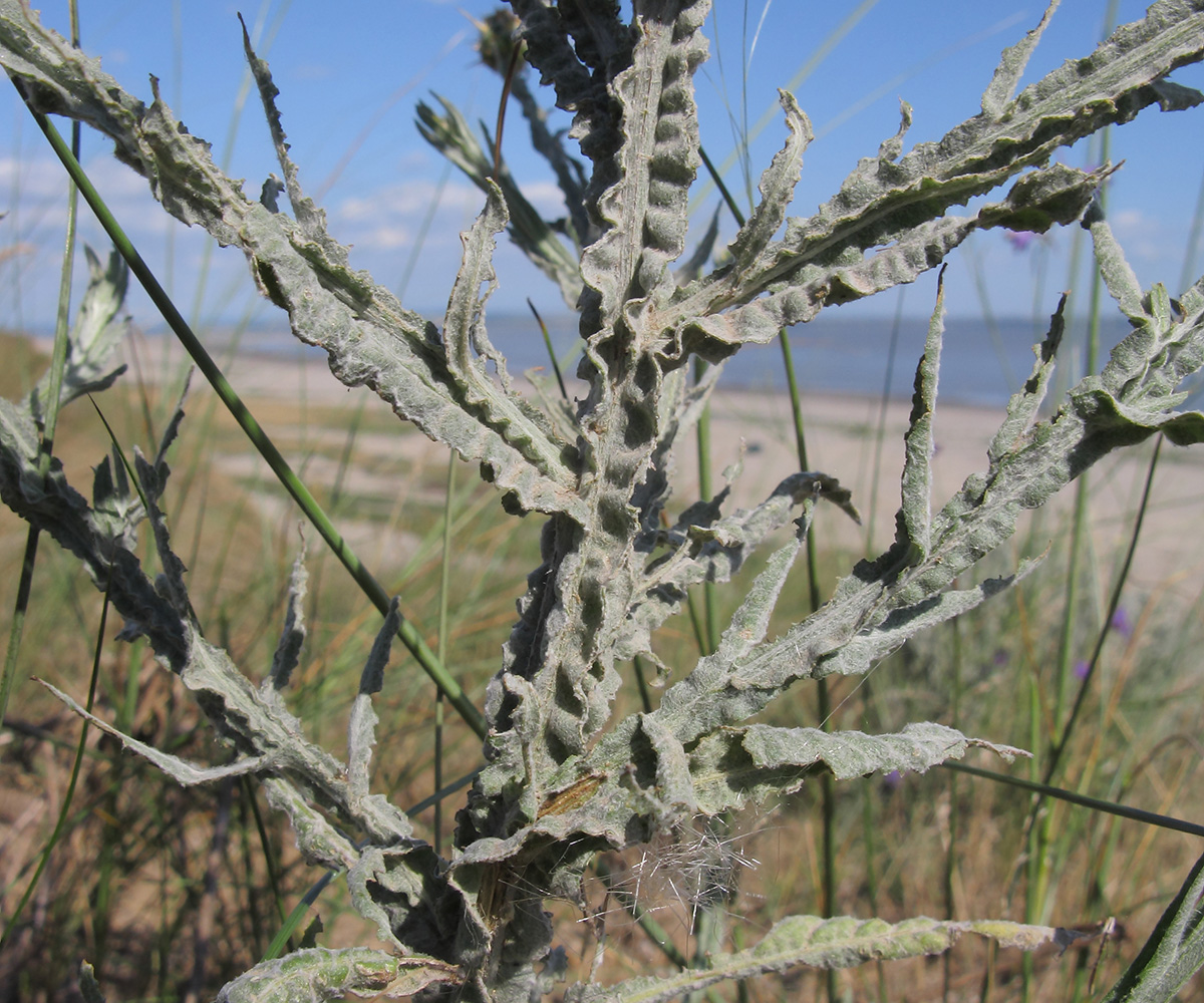 Image of Centaurea solstitialis specimen.