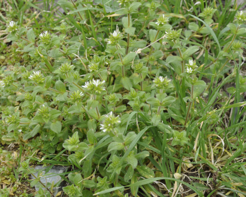 Image of Cerastium glomeratum specimen.