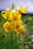 Lilium kesselringianum. Верхушка побега с соцветием. Кабардино-Балкария, Эльбрусский р-н, гора Чегет, субальпийский луг (выс. около 2300 м н.у.м.). 11.07.2016.