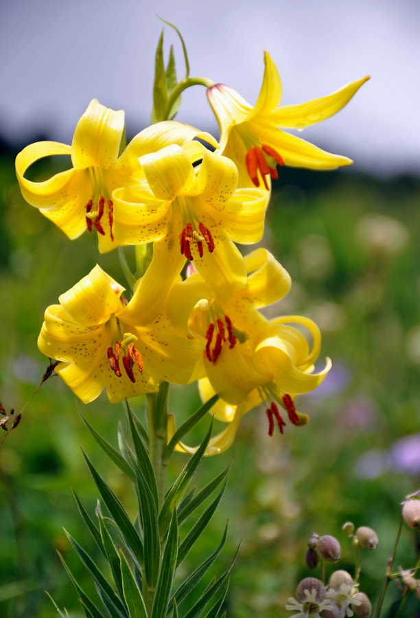 Изображение особи Lilium kesselringianum.