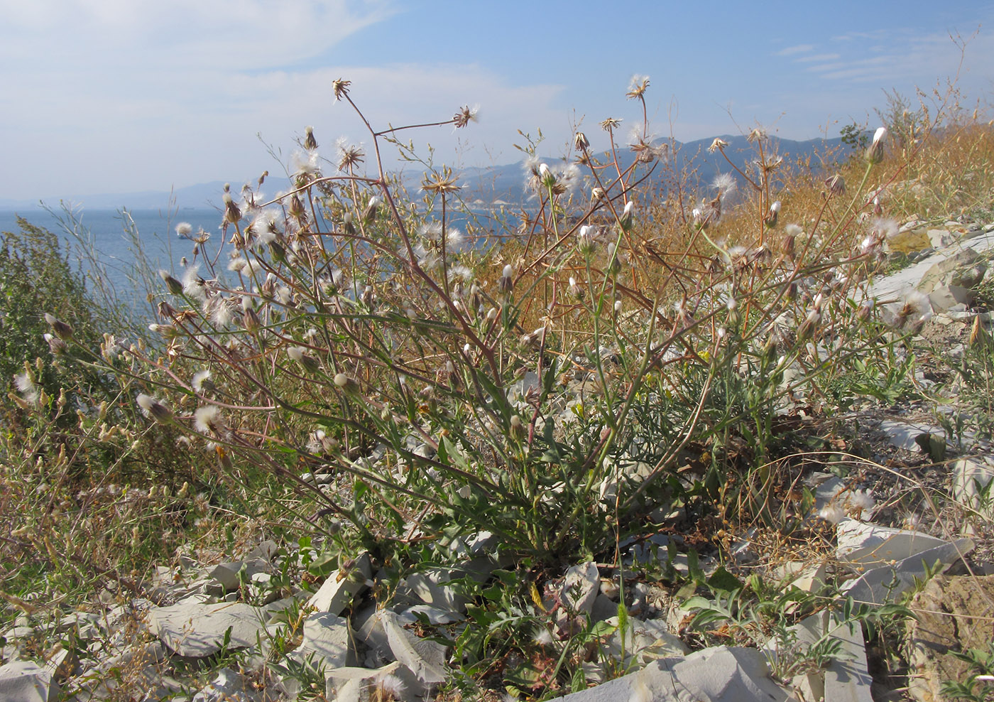 Изображение особи Crepis rhoeadifolia.