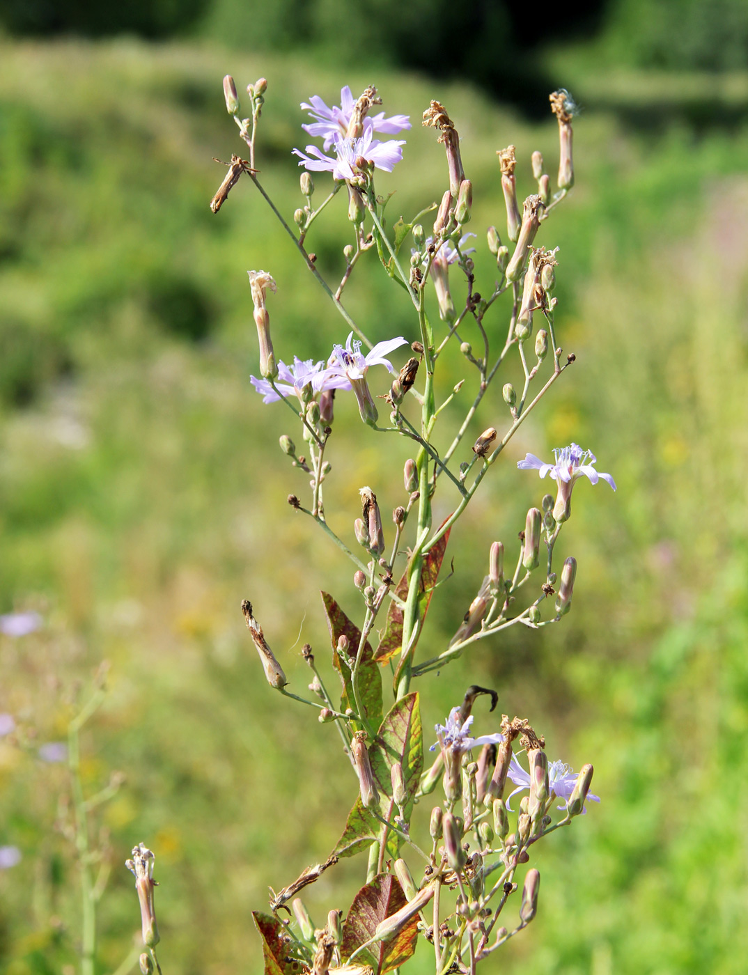 Image of Lactuca tatarica specimen.