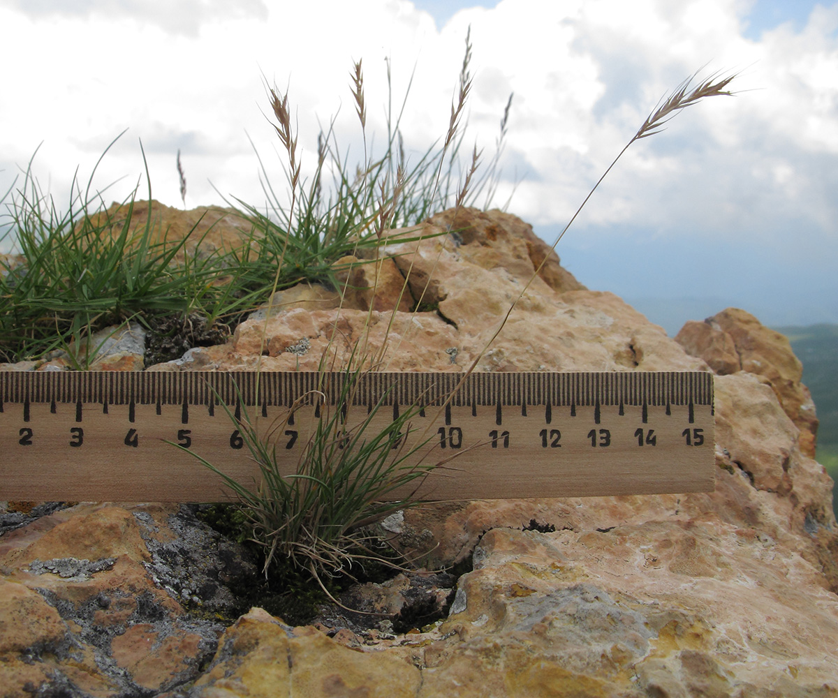 Image of Festuca sommieri specimen.