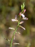 Onobrychis pulchella