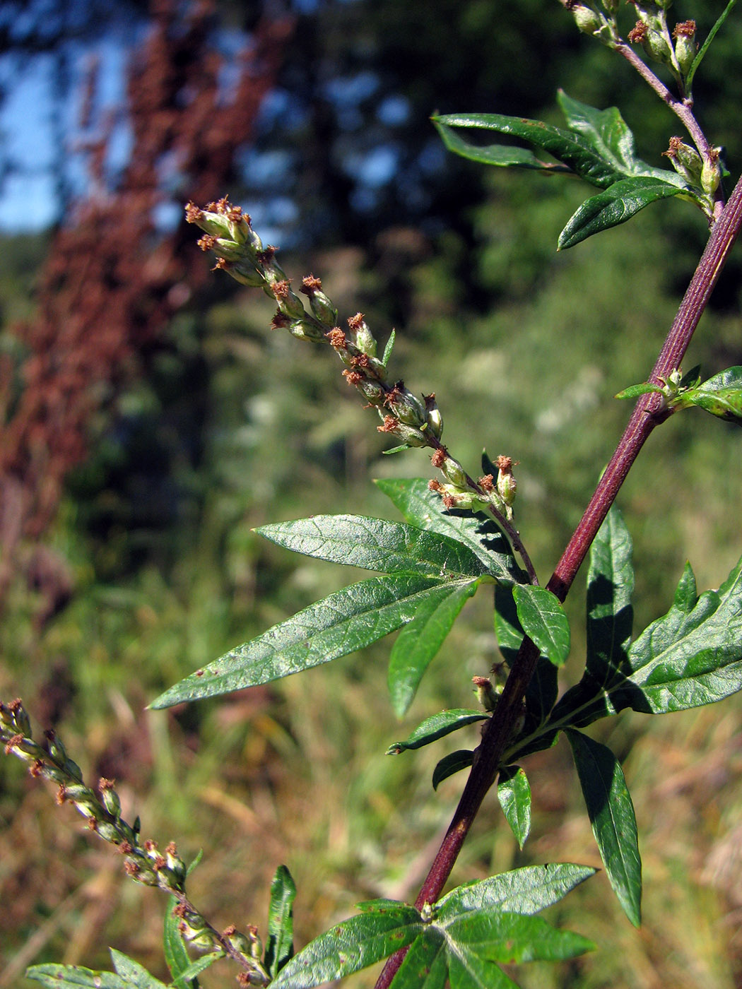 Image of Artemisia vulgaris specimen.