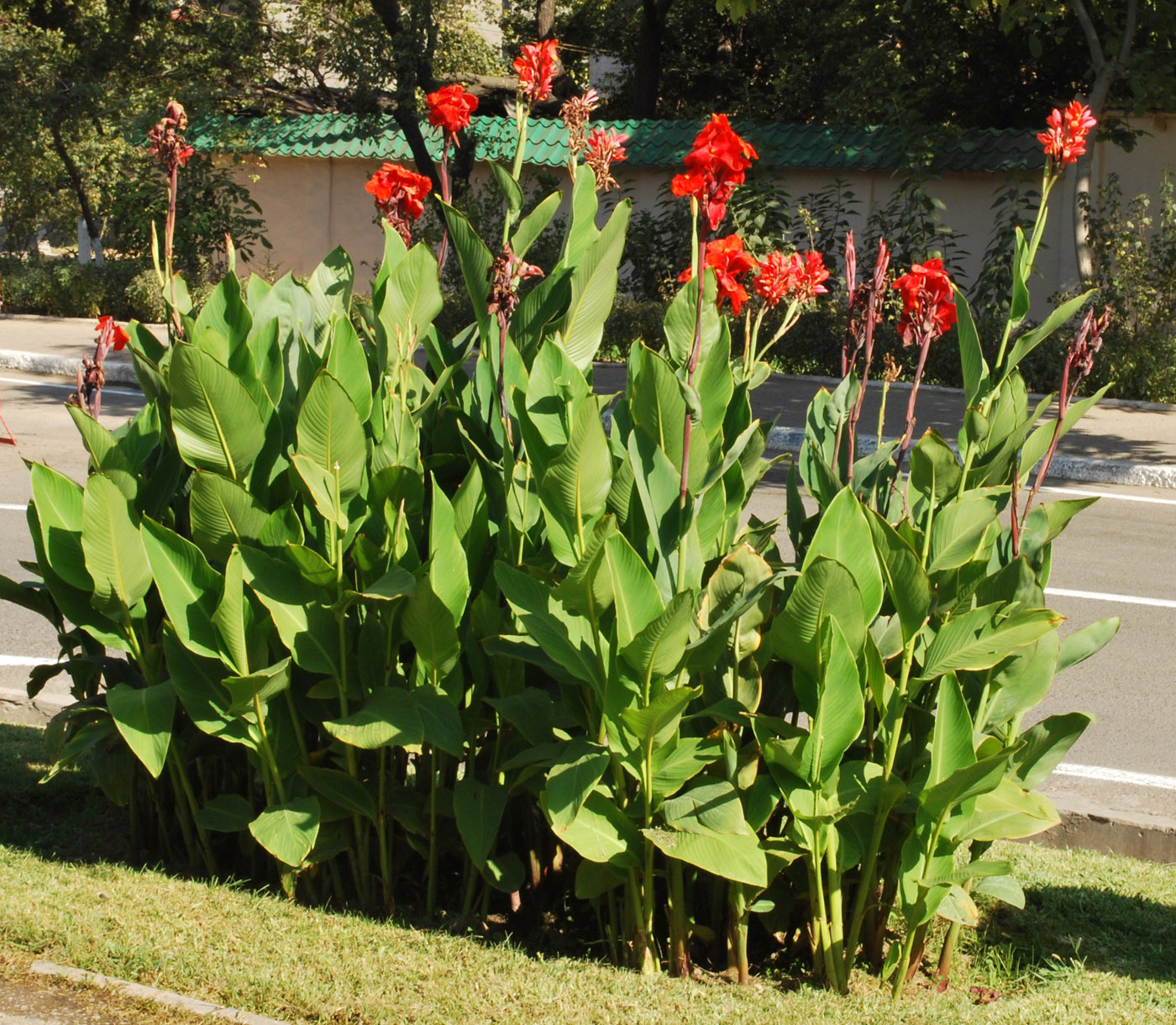 Image of Canna indica specimen.