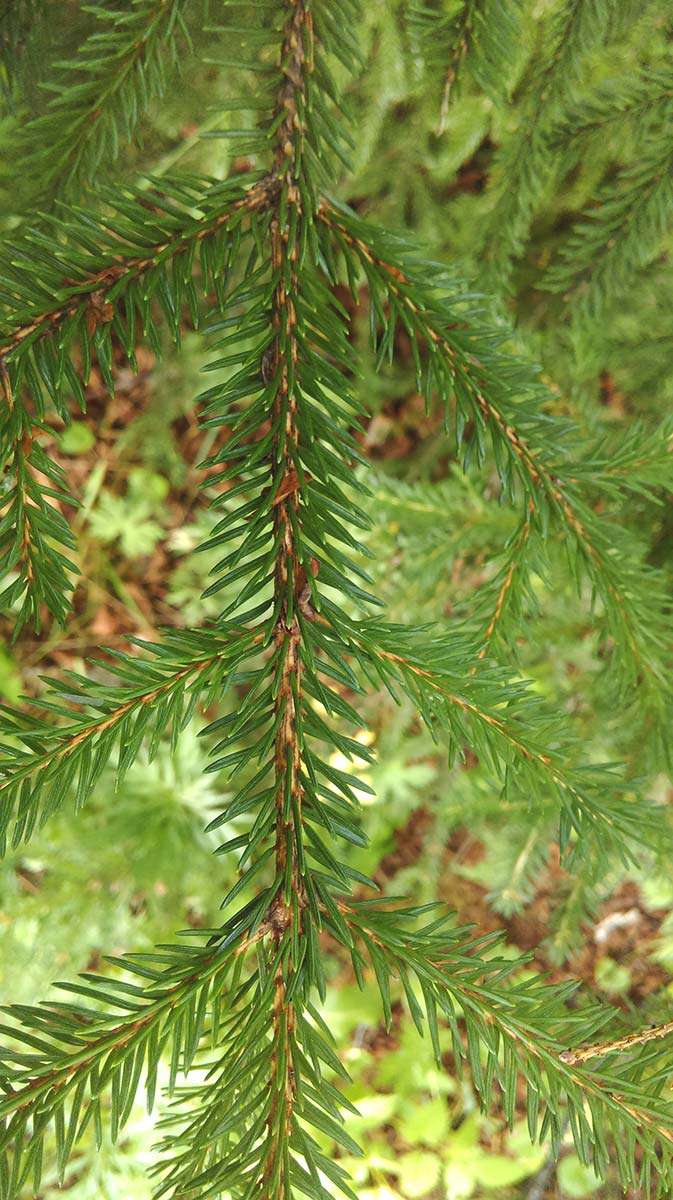 Image of Picea abies specimen.