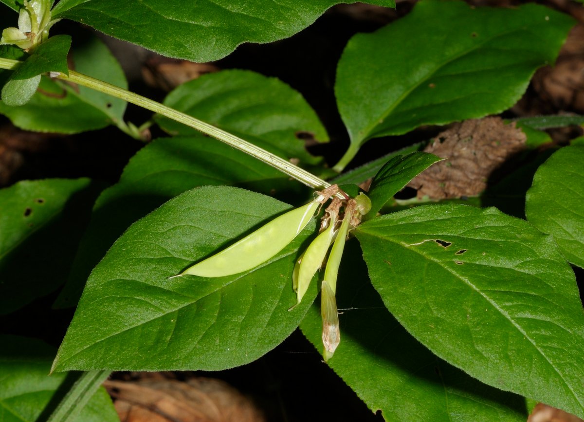 Image of Vicia ohwiana specimen.