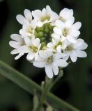 Image of taxon representative. Author is Владимир Иванов