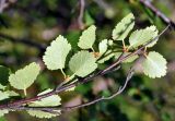 genus Betula. Верхушка ветви (вид снизу). Исландия, национальный парк Ватнайокюдль (северная часть), долина Вестурдалур, каменистый склон. 05.08.2016.
