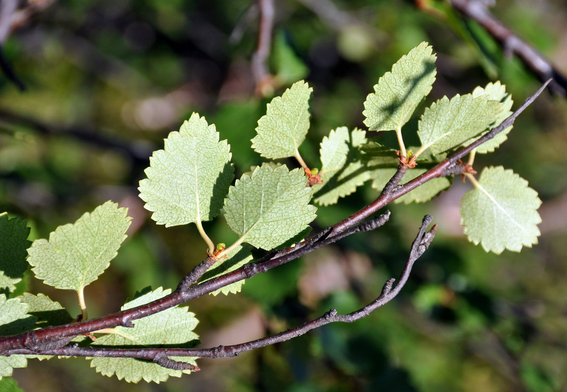 Изображение особи род Betula.