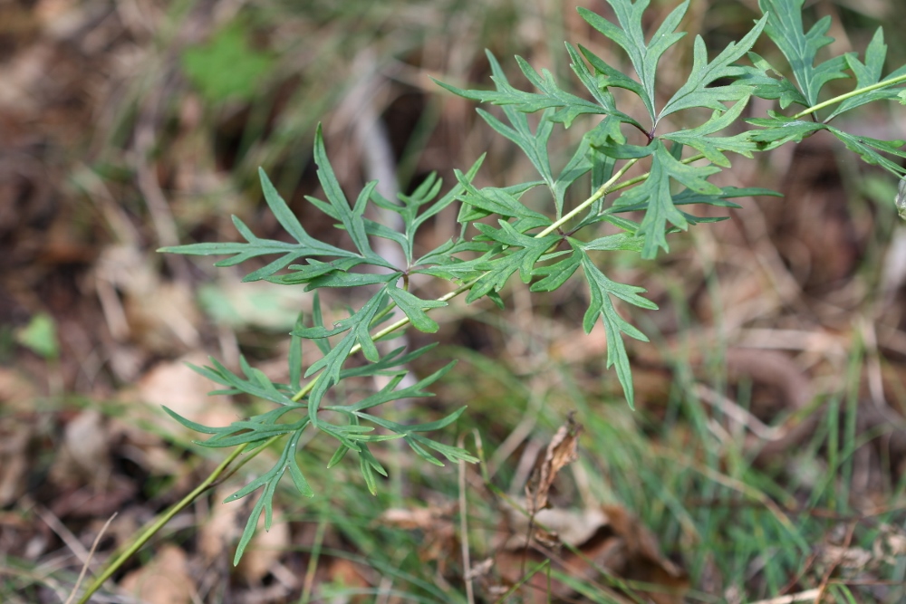 Изображение особи Aconitum volubile.