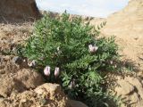 Astragalus tetrastichus. Цветущее растение. Казахстан, южные отроги Джунгарского Алатау к зап. от с. Коктал, гипсоносные глины и пески. 21 апреля 2016 г.