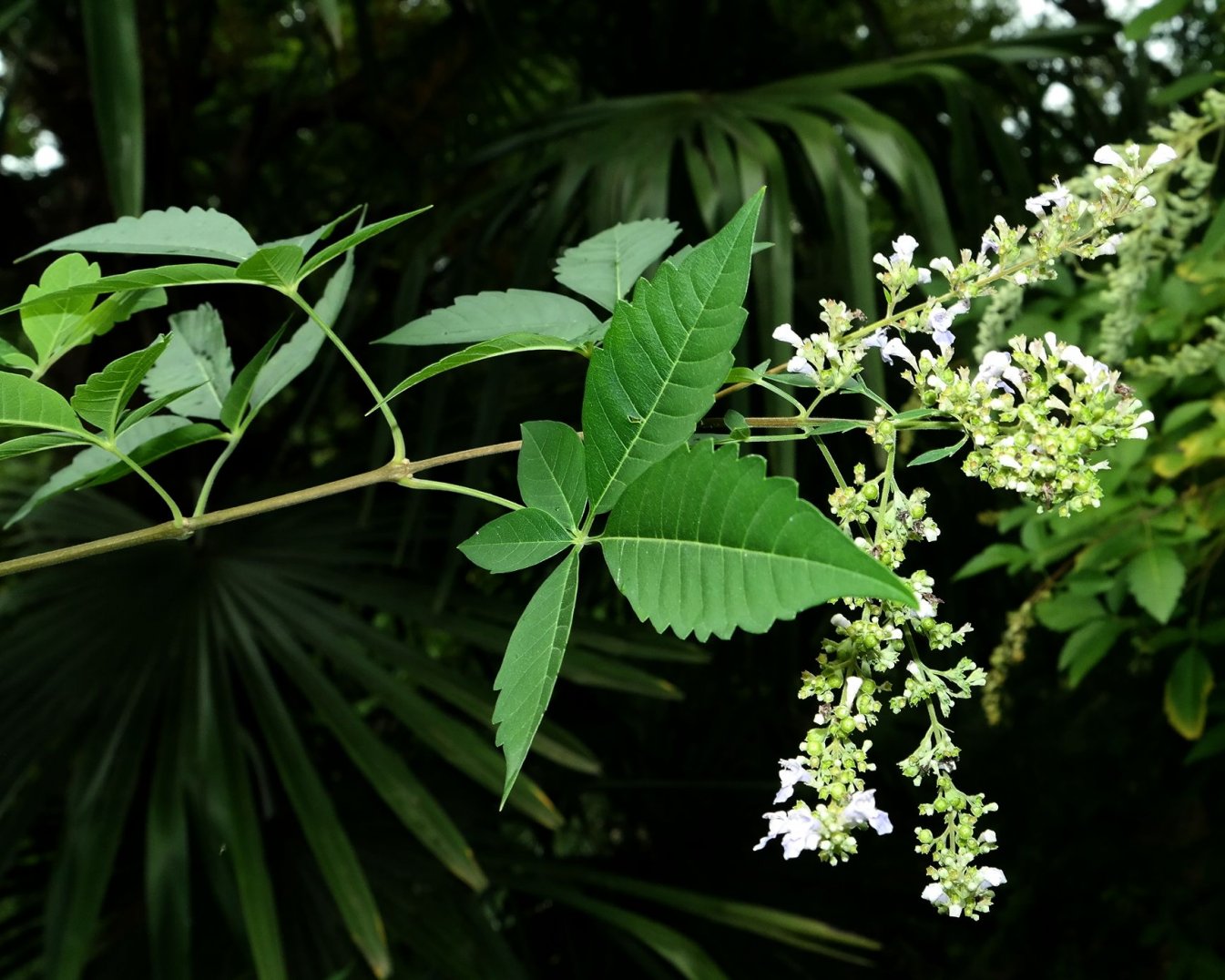 Image of Vitex negundo specimen.