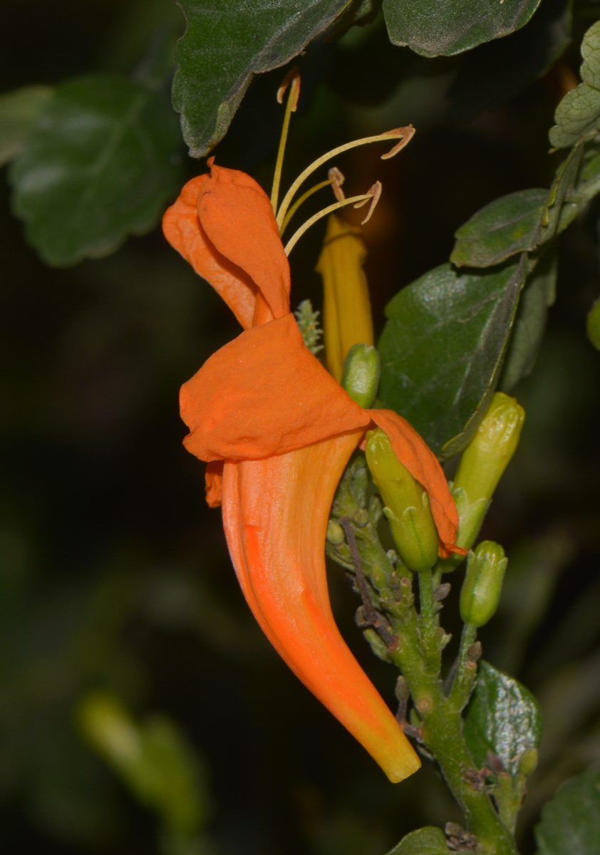 Изображение особи Tecomaria capensis.