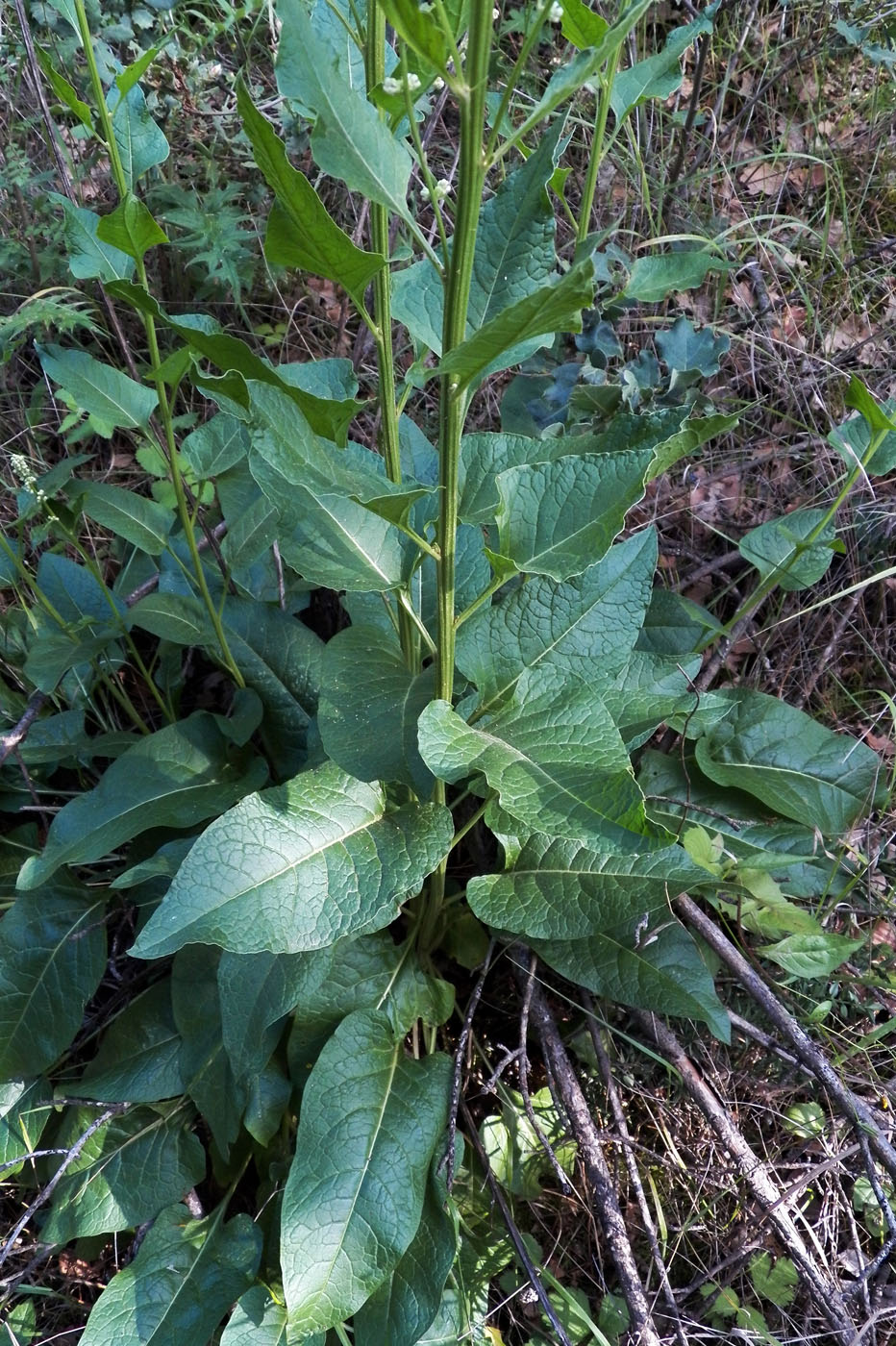 Image of Beta trigyna specimen.