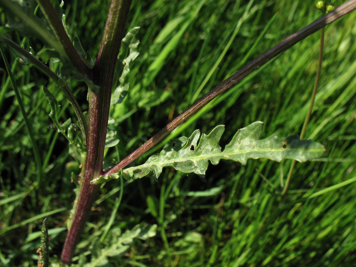 Изображение особи Senecio vernalis.