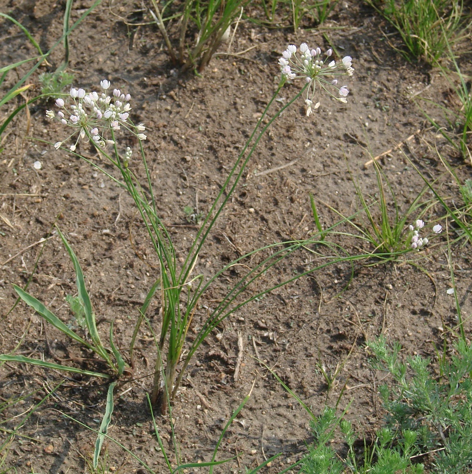 Image of Allium anisopodium specimen.