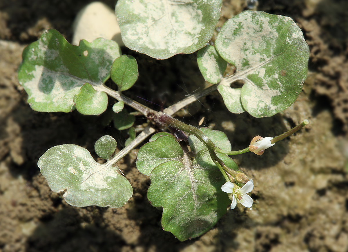 Image of Cardamine regeliana specimen.