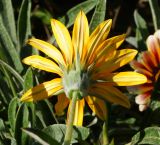 Gazania × hybrida. Соцветие (вид со стороны обёртки). Восточный Казахстан, г. Усть-Каменогорск, Архитектурно-ландшафтный музей-заповедник, в культуре. 04.09.2016.