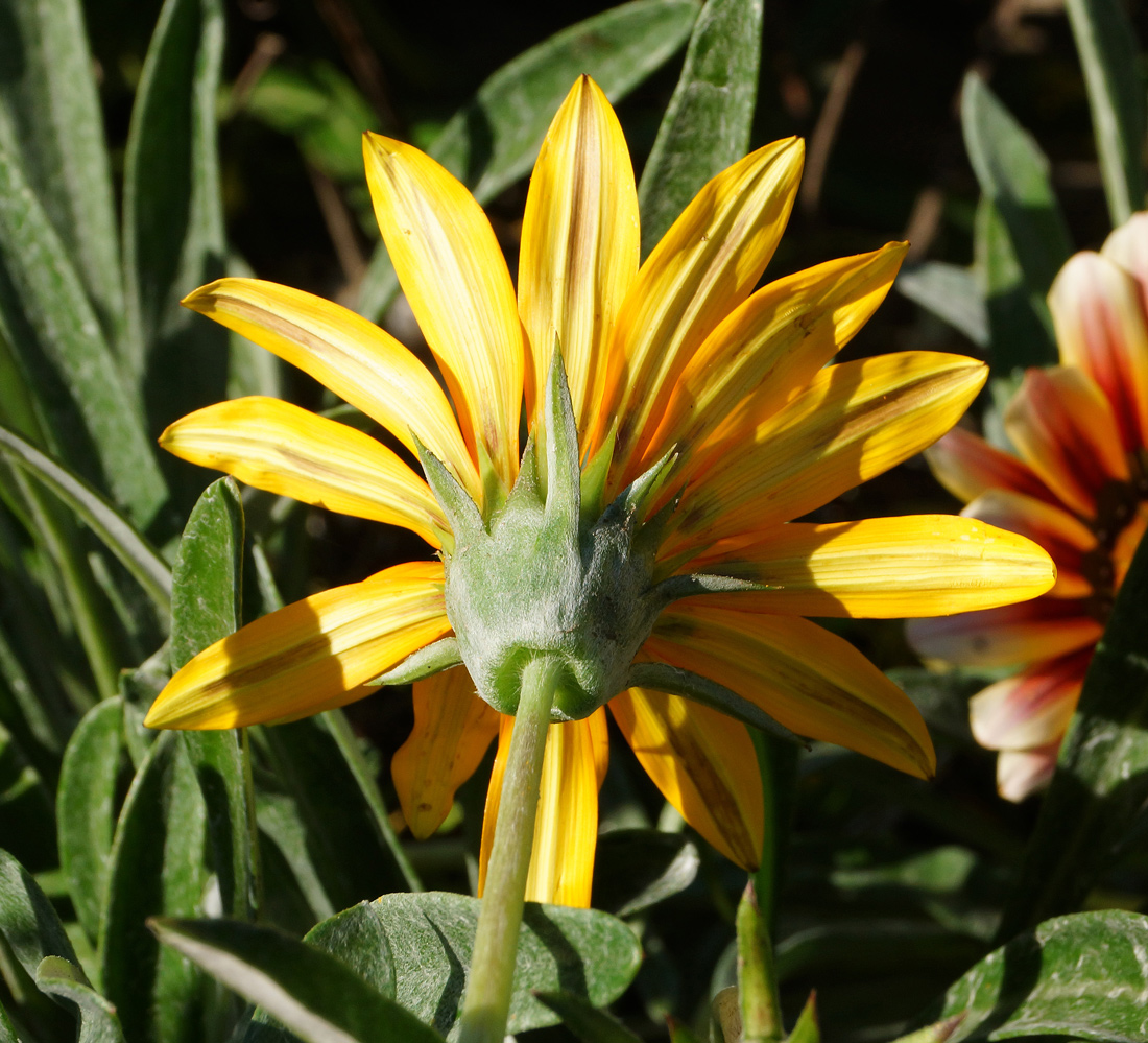 Image of Gazania × hybrida specimen.