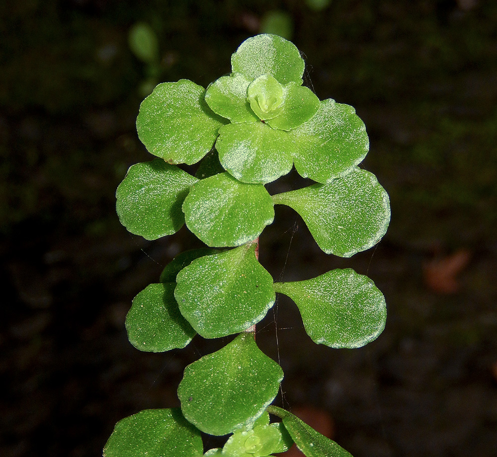 Image of Sedum stoloniferum specimen.