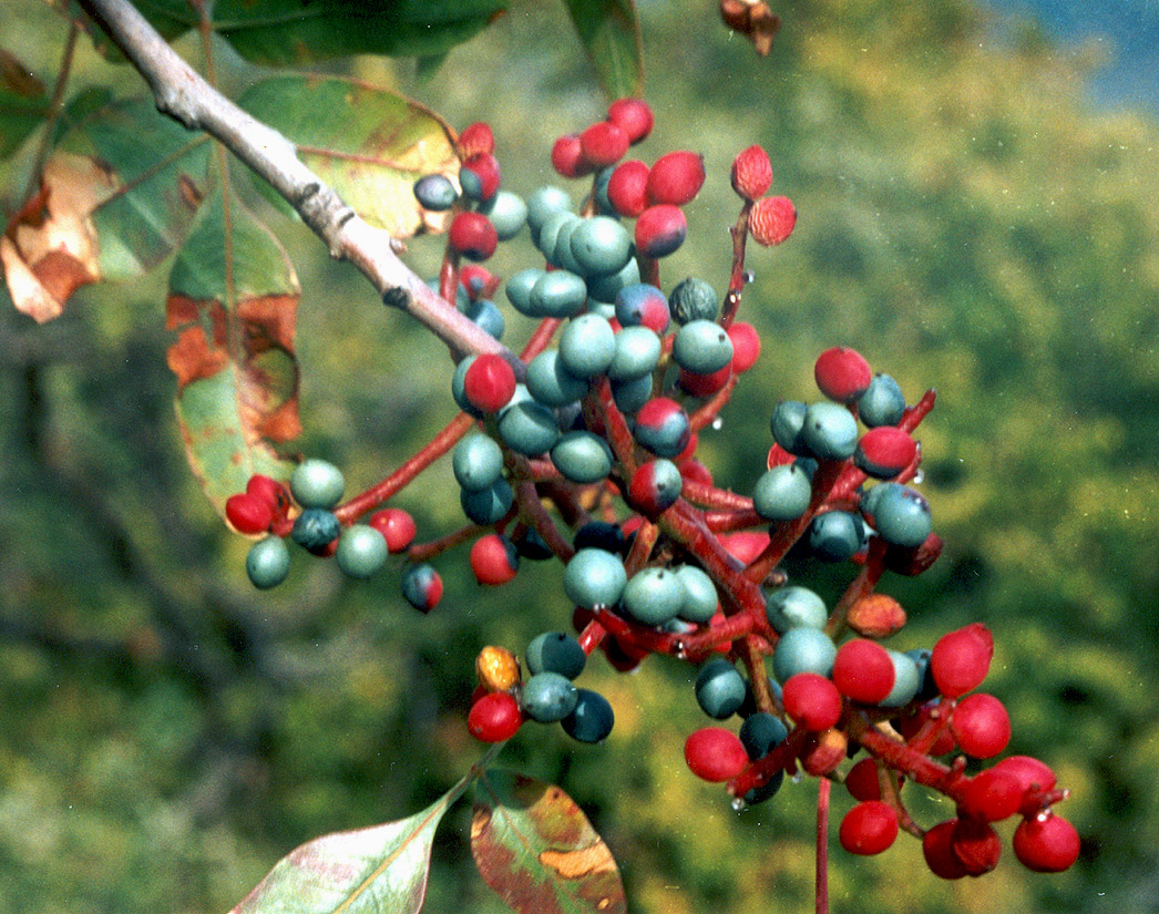 Image of Pistacia mutica specimen.