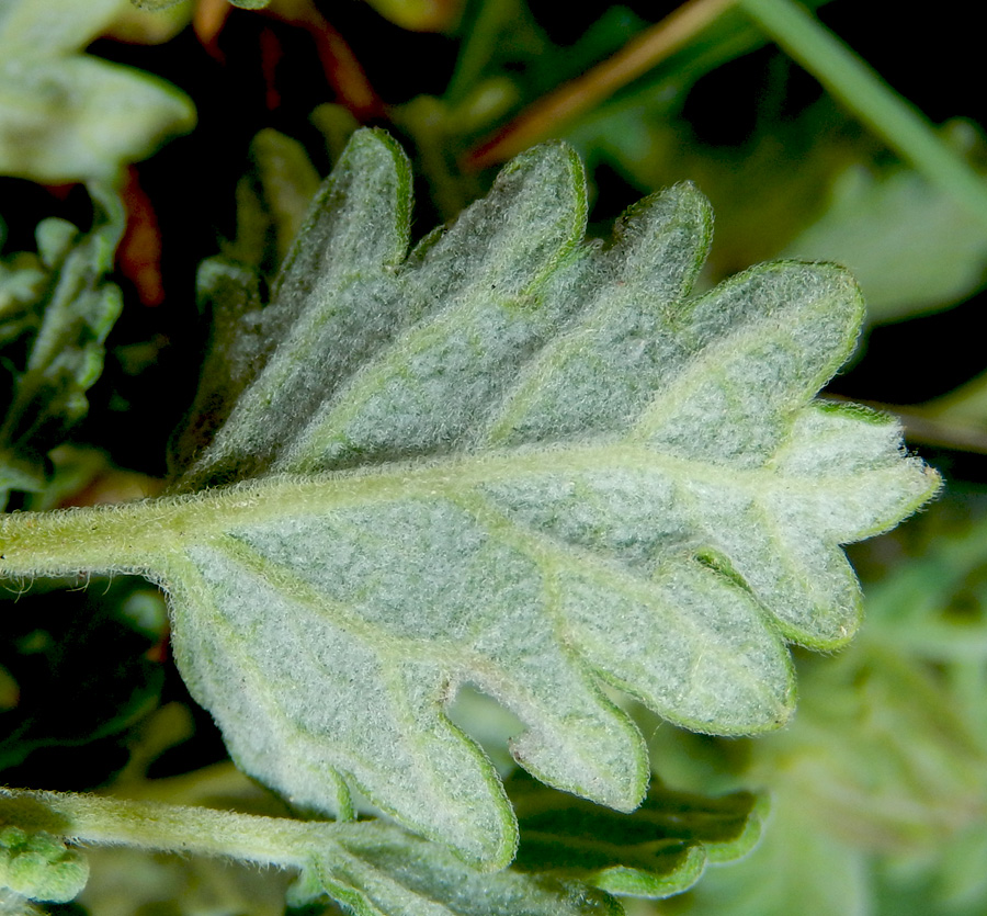 Image of Scutellaria novorossica specimen.