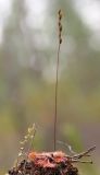 Drosera rotundifolia