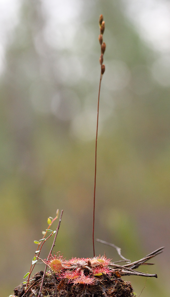 Изображение особи Drosera rotundifolia.