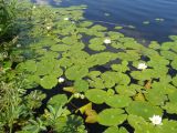 Nymphaea tetragona