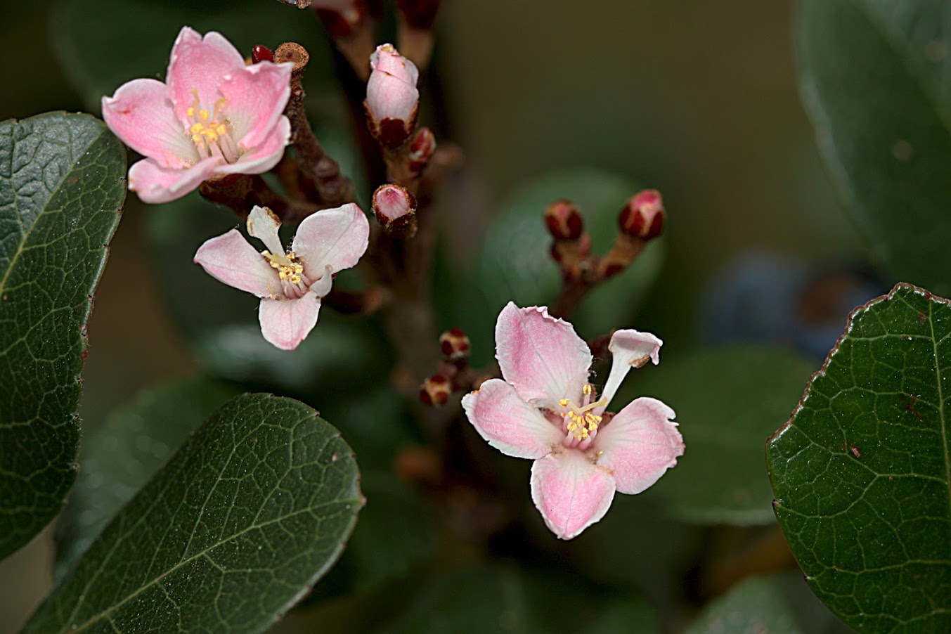 Image of Rhaphiolepis umbellata specimen.