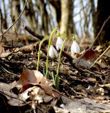Galanthus alpinus