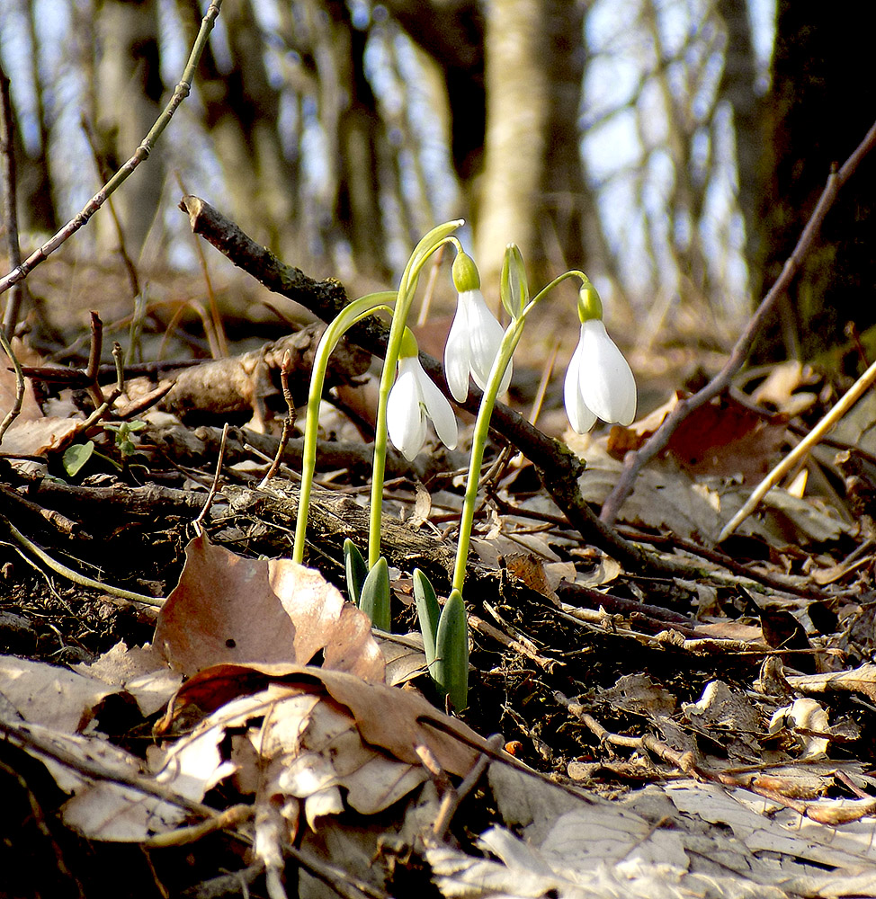 Изображение особи Galanthus alpinus.